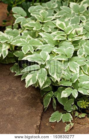 Perennial ground cover ornamental plant Aegopodium podagraria Variegata with beautiful green-white leaves. Selective focus.