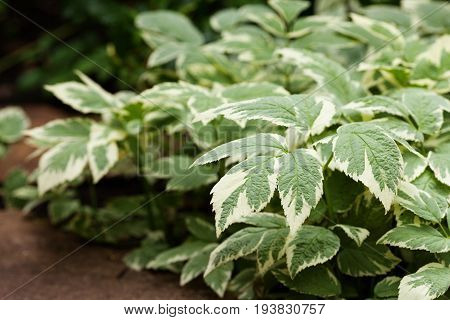 Perennial ground cover ornamental plant Aegopodium podagraria Variegata with beautiful green-white leaves over the sandstone.