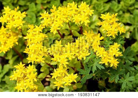 Sedum acre plant (stonecrop or wall-pepper) in full bloom with yellow flowers on garden ground. Selective focus. Top view.