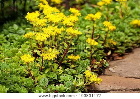 Sedum acre plant (stonecrop or wall-pepper) in bloom with yellow flowers on garden ground near sandstone road. Selective focus.
