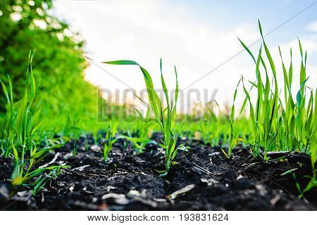 Sprouting Field Of Maize, Corn