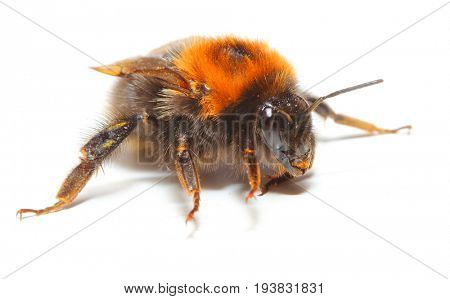 The Bumblebee or Bumble Bee (Bombus terrestris) is important pollinator of both crops and wildflowers. Bumblebees are increasingly cultured for agricultural use. Insect isolated on white background. 