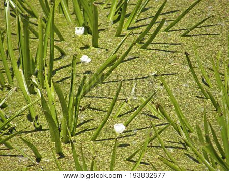 The corpuscle is ordinary or aloe-like. Summer flowers. Very beautiful image.