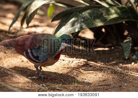 Mindanao Bleeding-heart Dove Gallicolumba Crinigera