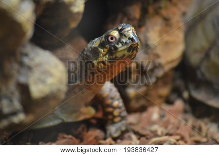 A brown box turtle in the tank