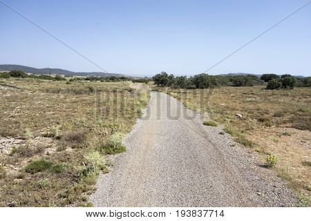Green Way Black Eyes In Its Passage By Barracas In Castellon