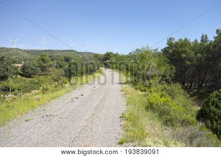 Green Way Black Eyes In Its Passage By Barracas In Castellon
