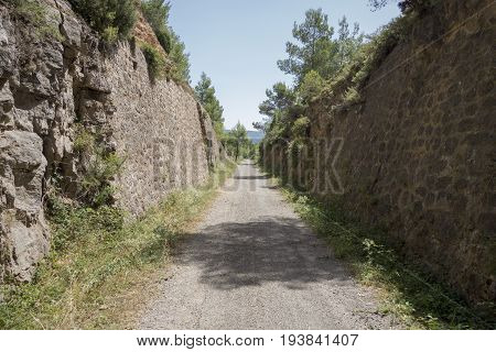 Green Way Black Eyes In Its Passage By Barracas In Castellon