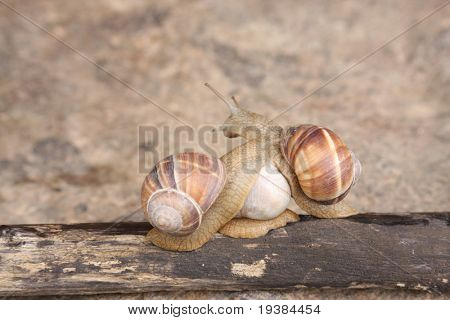 caracóis