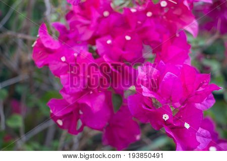 Pink Bougainvillea Flower Blossom In Asia (thailand)