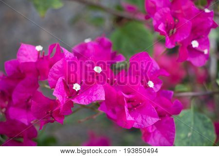 Pink Bougainvillea Flower Blossom In Asia (thailand)