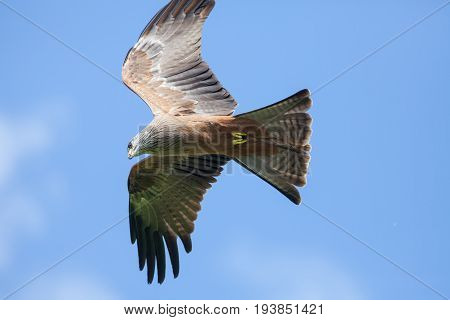 Red Kite (Milvus milvus) bird of prey in flight. Flying directly above camera. View from below. Close up against blue sky background with copy space.