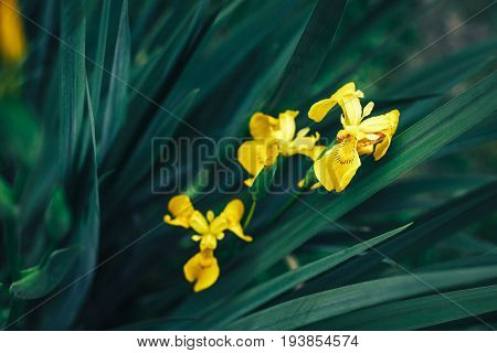 yellow Iris flower close up on dar green background