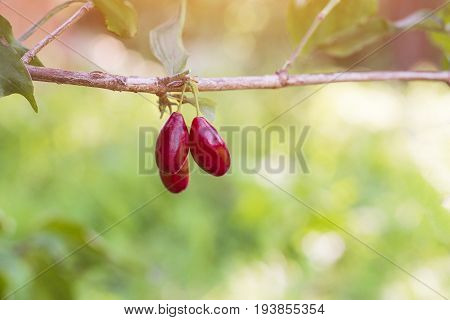 Branch Of A Red Dogwood Berry