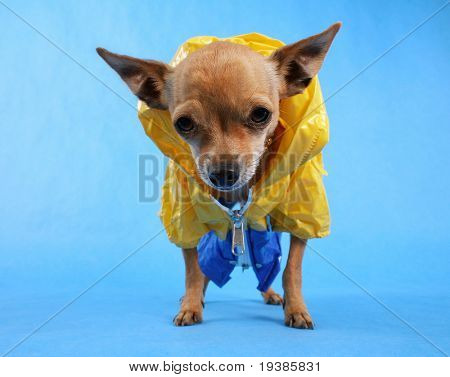 eine winzige Chihuahua mit Regenjacke auf mit dem Fokus auf die Nase