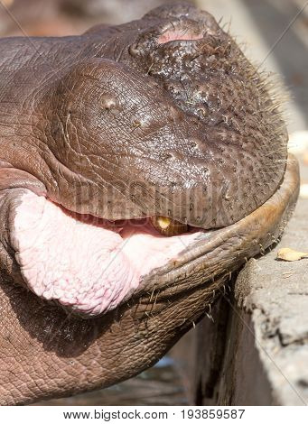 lip hippo An animal in a park on nature. A photo