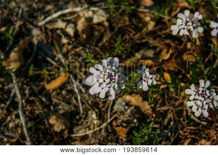 A Flowerbed With Flowers