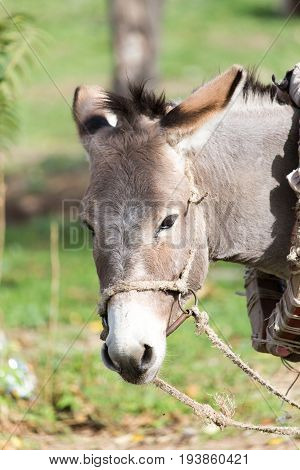 portrait of a donkey An animal in a park in the nature