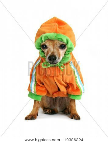 Chihuahua med en lille hoodie på