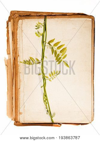 old book - old paper texture in detail