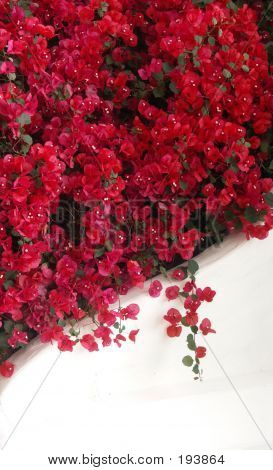 Bougainvillea