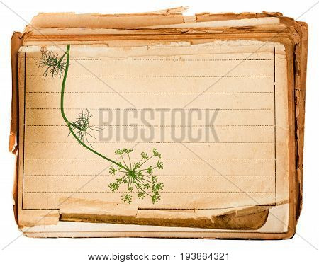 old page from old book with dill