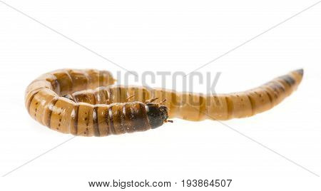 Zophobas atratus/ morio - meal worm isolated on white
