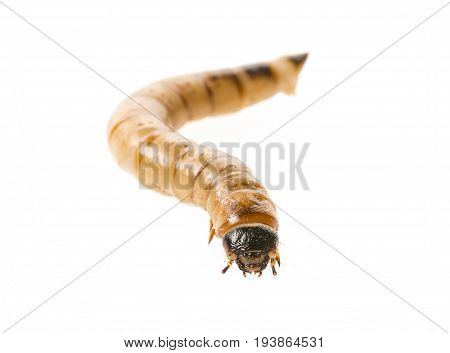 Zophobas atratus/ morio - meal worm isolated on white