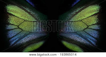 Trogonoptera brookiana - Rajah Brooke Birdwings- tropical buttelfly - detail