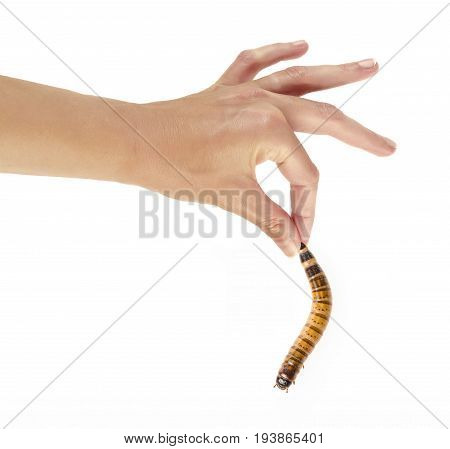 a hand holding an ugly worm isolated