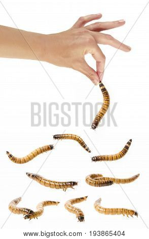 a hand holding an ugly worm isolated