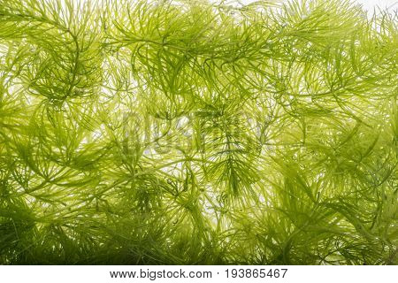 Ceratophyllum demersum - an aquarium plant detail