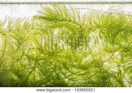 Ceratophyllum demersum - an aquarium plant - detail