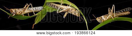 Schistocerca gregaria - the desert locust - food insects