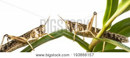 Schistocerca gregaria - the desert locust - food insects