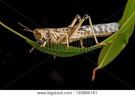 Schistocerca gregaria - the desert locust - food insects