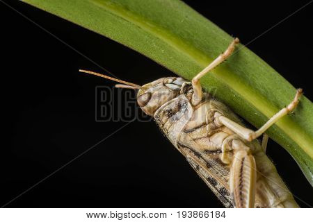 Schistocerca gregaria - the desert locust - food insects