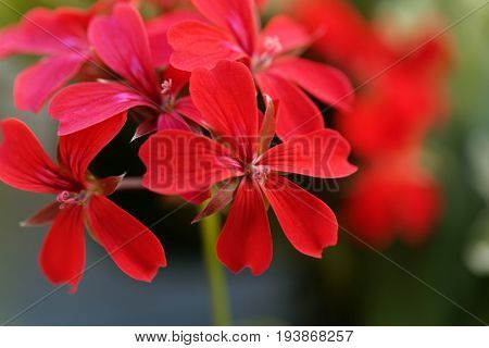 Flower of the geranium hybrid of Pelargonium peltatum.