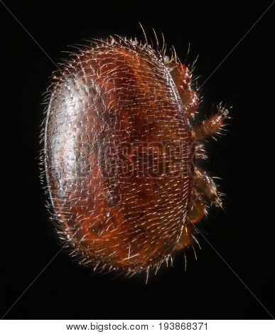 Varroa Destructor Bee Parasite - Microscope Photo