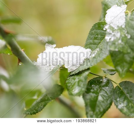 A plant in a park in nature. A photo