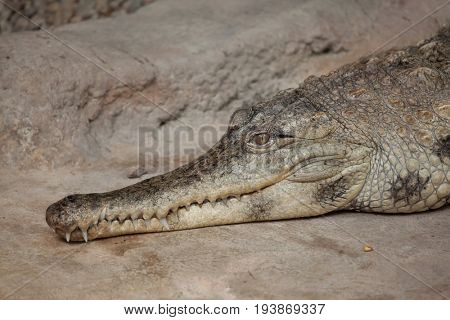 Slender-snouted crocodile (Mecistops cataphractus). Wildlife animal. 