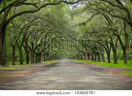 Oak Drive in Wormsloe Plantation, Savannah, Georgia