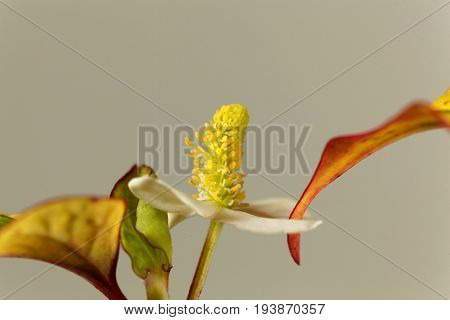 Flower of a Fish mint plant (Houttuynia cordata).