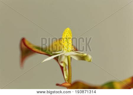 Flower of a Fish mint plant (Houttuynia cordata).