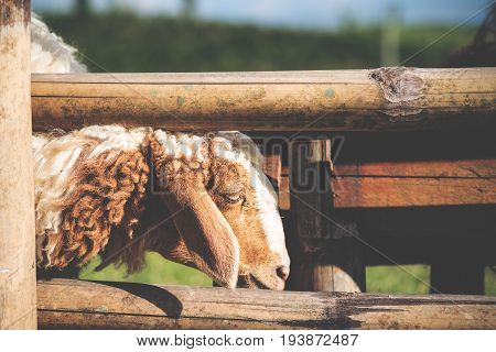 Closeup image of sheep eating grasses in a fold and sheep farm
