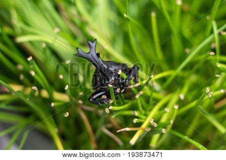 The Beautiful Dynastic Beetle , Male , Perched On Leaf. Selective Focus. Leaves Background