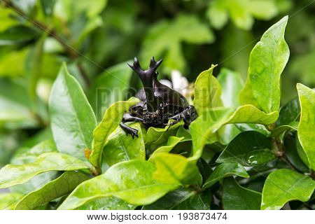 The Beautiful Dynastic Beetle , Male , Perched On Leaf. Selective Focus. Leaves Background