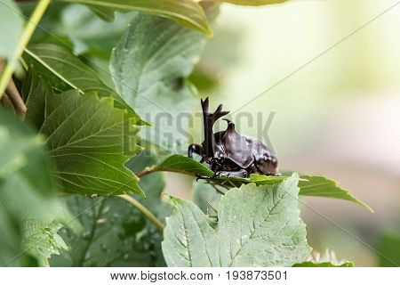 The Beautiful Dynastic Beetle , Male , Perched On Leaf. Selective Focus. Leaves Background