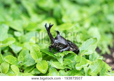The Beautiful Dynastic Beetle , Male , Perched On Leaf. Selective Focus. Leaves Background