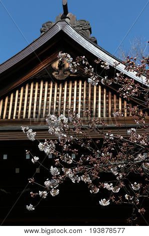 The index cherry tree in Tokyo, Japan, is found in the Yasukuni Shrine; so designated by the Japanese Meterorological Agency, when this tree blooms, the season begins. In 2017 it was in late March.